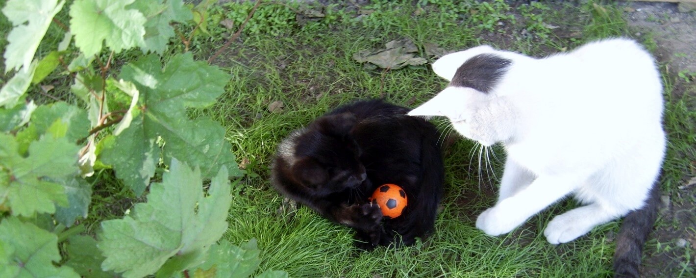 cats